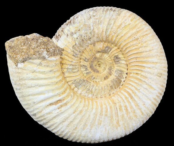 Perisphinctes Ammonite - Jurassic #54277